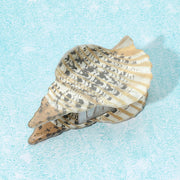 Trumpet Sea Shell Hair Claw Clip